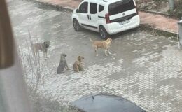 O mahallede başıboş köpek sorunu büyüyor!