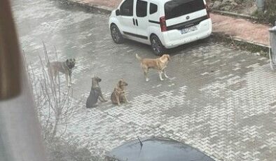 O mahallede başıboş köpek sorunu büyüyor!