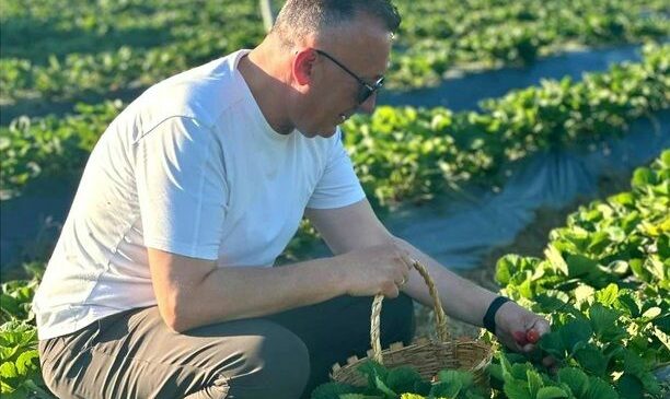Başkan Mutlu Işıksu Karadavutlu’da Çilek Hasadı Yaptı