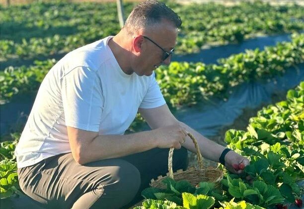 Başkan Mutlu Işıksu Karadavutlu’da Çilek Hasadı Yaptı