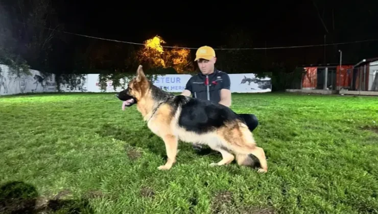 Köpek Irkları Sakarya’da yarışacak
